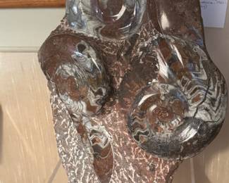 Polished fossil