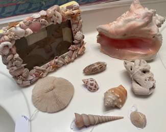 Seashells!