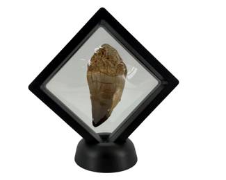 Fosslized Spinosaurus Tooth
