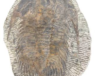Large Trilobite Fossil Specimen in Matrix