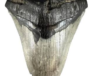 Fossilized Megalodon Tooth