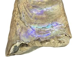 Stunning Iridescent Baculite Fossil