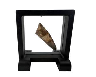 Fossilized Spinosaurus Tooth