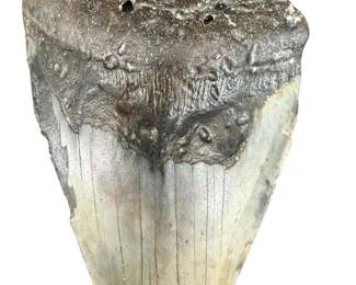 Large Fossilized Megalodon Tooth