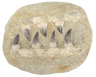 Fossilized Mosasaurus Jaw Fragment In Matrix