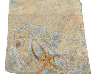 Ordovician Brittle Star (Ophiura) Fossil