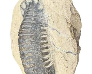 Crotalocephalina Trilobite in Matrix Fossil