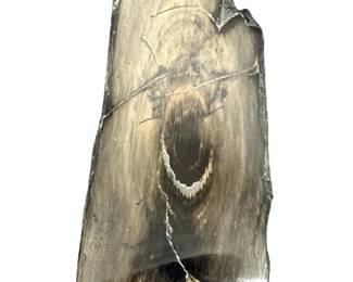 Fossilized Mammoth Specimen