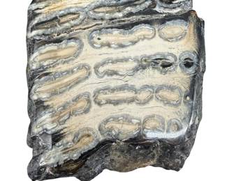 Fossilized Mammoth Tooth Specimen
