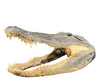 Large Alligator Head Louisiana Taxidermy