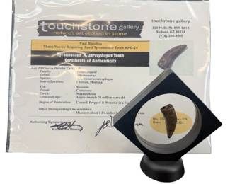 Fossilized Albertosaurus Tooth With C.O.A.