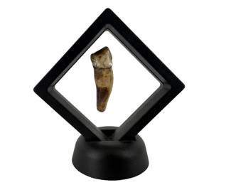 Fossilized Cave Bear Incisor Specimen
