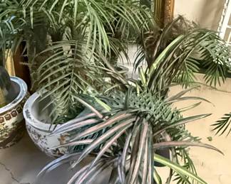 Dracaena marginata Tricolor Rainbow Plant
