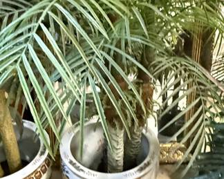Artificial Pygmy Date Palm in Chinoiserie Planter