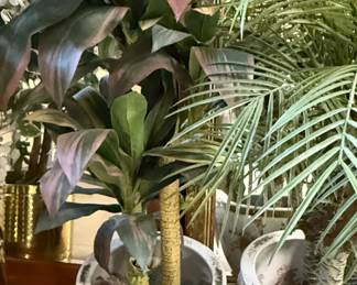 Pair of Cordyline Fruticosa Red Sister Plants in Chinese Export Style Ceramic Jardinieres