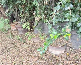 plant pots