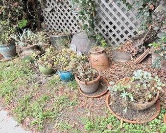 plant pots