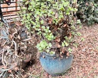 plant pots