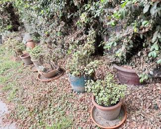 plant pots