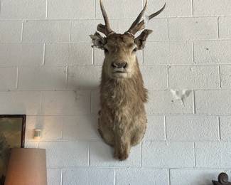 Taxidermy Mount