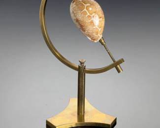 Rare Map Cowry Shell Specimen on Custom Brass Display Stand, Cypraea Mappa