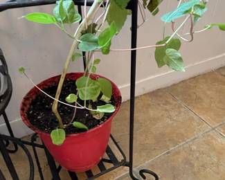 Wrought Iron Tiered Plant Stand