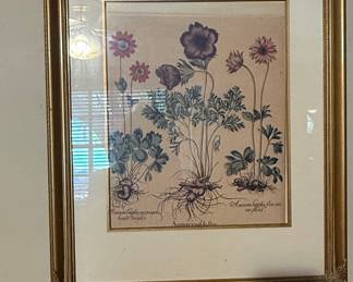 Botanical Print: Anemone Species (after Basilius Besler)