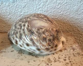 Carved Tiger Cowrie Shell