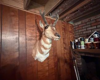 Antelope, great for Man’s Cave