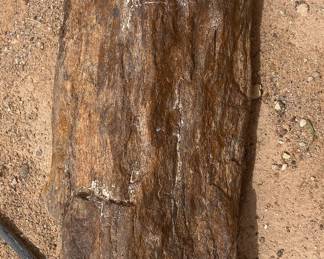 Petrified wood