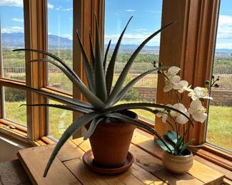 Large aloe plant