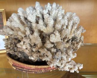 Large coral