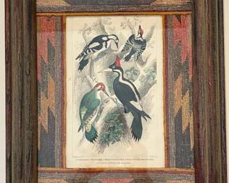 1878 Ivory billed woodpecker illustration