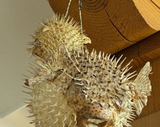 Taxidermy porcupine fish