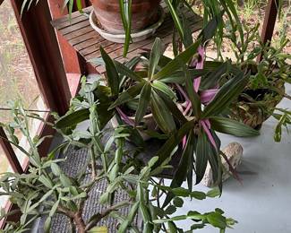 Plants