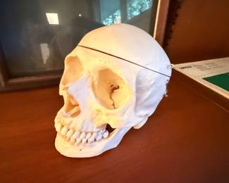 Educational skull from Carolina Biological Supply