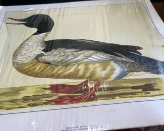 French Morganser Duck $45