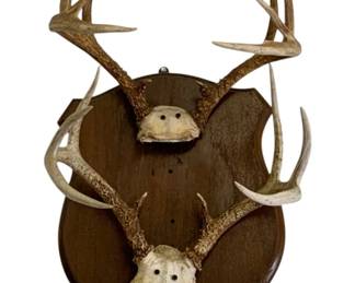 731 - Vintage Taxidermy Deer Antlers (2 sets) Mounted (Description): 28 x 16 x 13