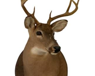 456 - Deer Taxidermy Mount - 32 x 16.5 x 23