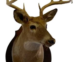 735 - Vintage Taxidermy Deer Head Mounted on Wood Plaque (Description): 34 x 16 x 28