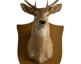 730 - Vintage Taxidermy Deer Head Mounted on Wood Plaque (Description): 36 x 17 x 26