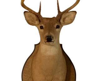 457 - Deer Taxidermy Mount - 35 x 16 x 23