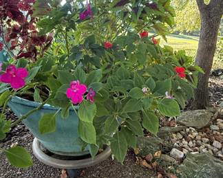 Assorted Garden Planters with Live Plants