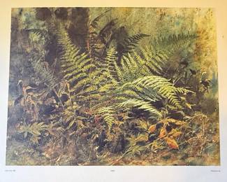 Jim Gray Signed Fern Limited Edition Print