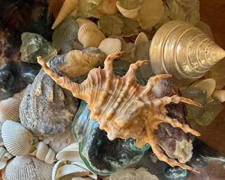 Driftwood and Blown Glass Shell Terrarium