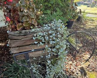 Decorative Garden Wheelbarrow Planter with Dichondra Silver Falls Plant