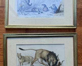 19th Century Zoological Engravings by Charles Dessalines d'Orbigny