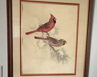 M.G. Loates Cardinal Print