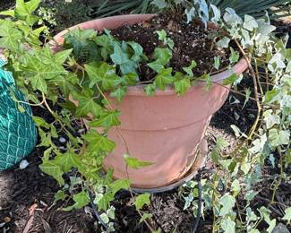Assorted Garden Planters with Live Plants