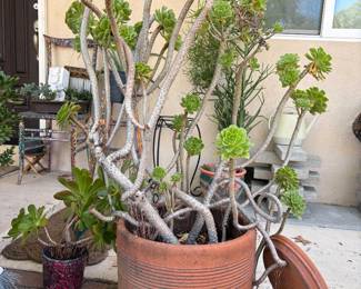 Large Mature Succulents & Unique Potted Plants  A beautiful selection of large, mature succulents and established potted plants, including impressive sculptural specimens with unusual branching forms and shapes.  Several additional mature succulents and plants are available beyond the one pictured, in a variety of sizes, shapes and containers.  Plants are available individually.